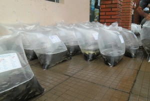 Produtores recebem os alevinos encomendados junto à Secretaria de Agricultura de MachadinhoPISICULTURA 02