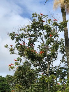 espatodea