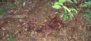 IMG-20210519-WA0062-1024x461