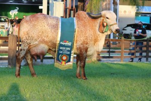 Gir Leiteiro - Cred Fazenda Nogueiras