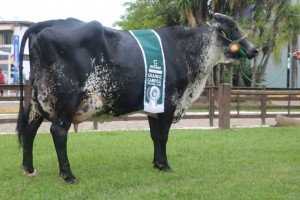 Girolando - Cred Fazenda Nogueiras