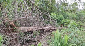 d8cff66e-12fd-465b-8868-e7a0748096ba