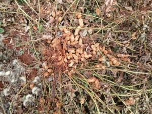 WhatsApp-Image-2025-04-03-at-14.44.09