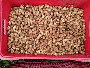 WhatsApp-Image-2025-04-03-at-14.44.31-1