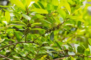 Adobe-Stock-frutos-da-erva-mate