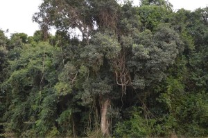 arvore-gigante-erva-mate