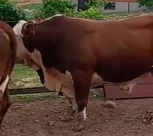 WhatsApp Image 2025-06-05 at 10.38.09