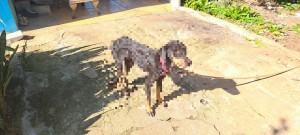 animal envenenado rua amadeu cramer ferreira