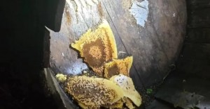 613302369_1455134306619922_6526210657374172436_n