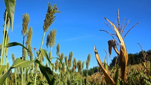agric