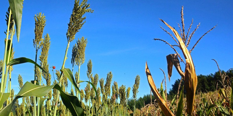 agric