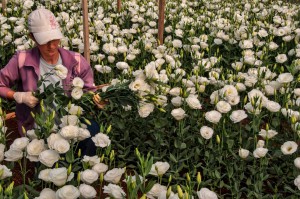 Plantio de rosas, de Fernando Dias Seapdr