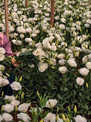 Plantio de rosas, de Fernando Dias Seapdr