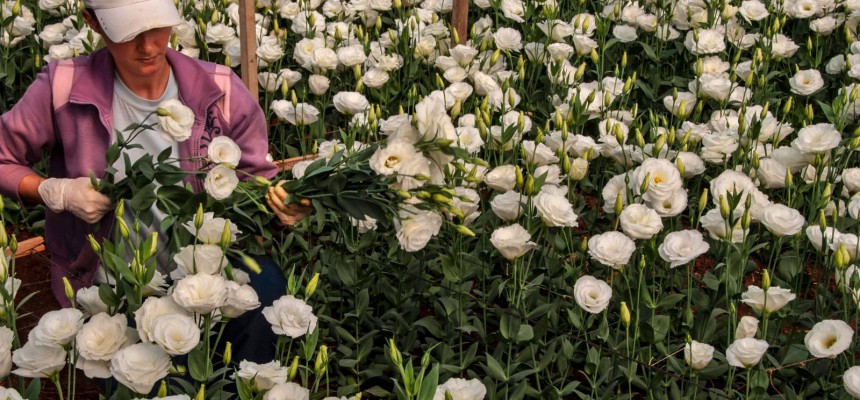 Plantio de rosas, de Fernando Dias Seapdr