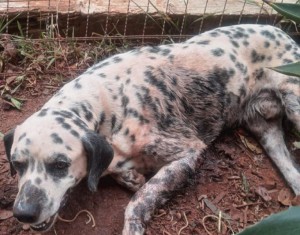 CÃO MAUS TRATOS