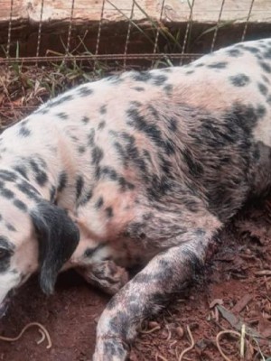 CÃO MAUS TRATOS