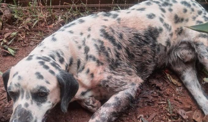 CÃO MAUS TRATOS