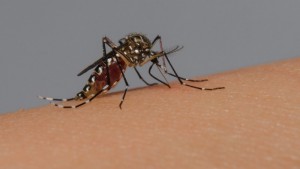 DENGUE