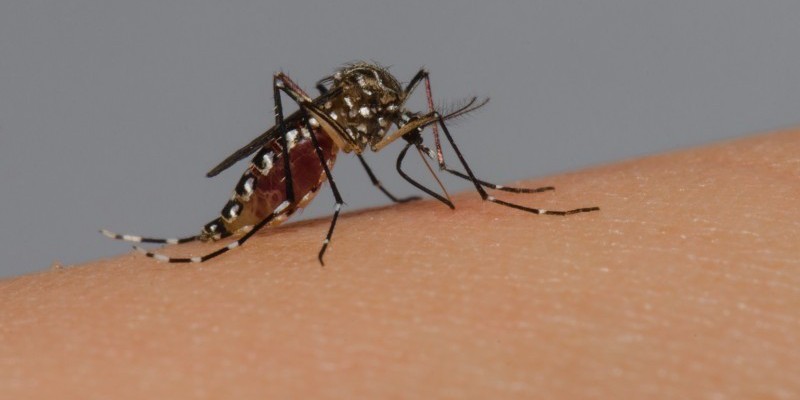 DENGUE