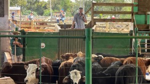 batch_Feira de gado que aconteceu no dia 20 de maio (1)