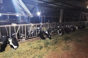 choque vacas