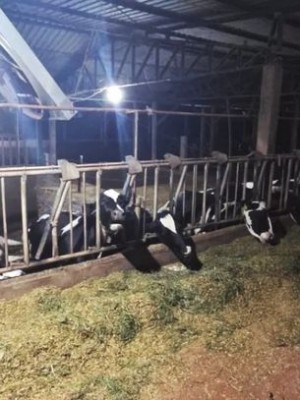choque vacas