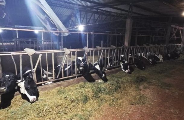 choque vacas