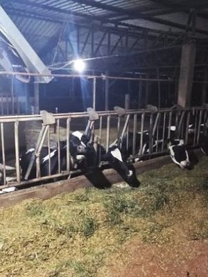 choque-vacas