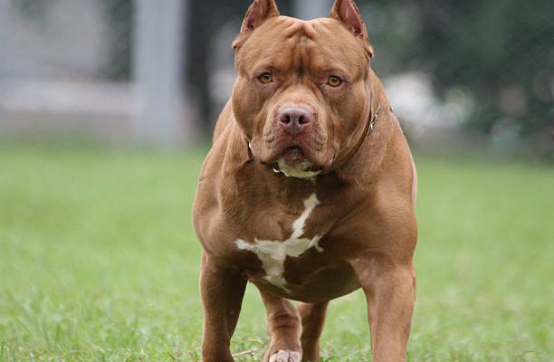 Pitbull Dog, Photo took in Heredia Costa Rica