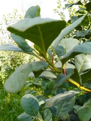 Imagem do WhatsApp de 2025-11-13 à(s) 15.55.24_3a963eb0