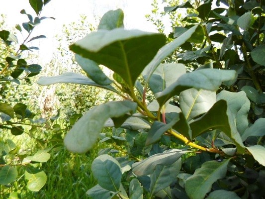 Imagem do WhatsApp de 2025-11-13 à(s) 15.55.24_3a963eb0