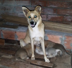 MÃE E FILHOTES PARA ADOÇÃO