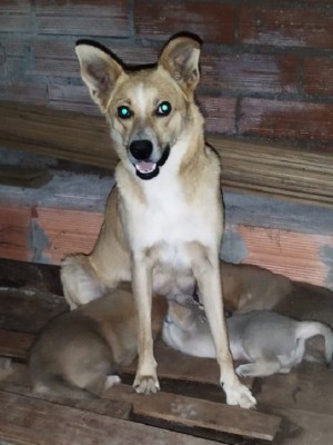 MÃE E FILHOTES PARA ADOÇÃO