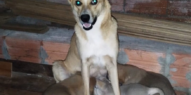 MÃE E FILHOTES PARA ADOÇÃO