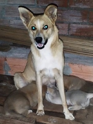 MÃE-E-FILHOTES-PARA-ADOÇÃO