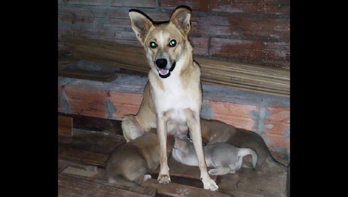 MÃE-E-FILHOTES-PARA-ADOÇÃO