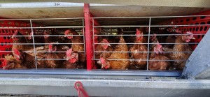 WhatsApp Image 2025-11-07 at 13.59.45