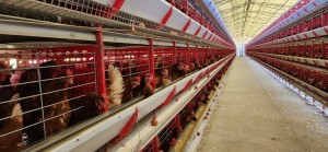 WhatsApp Image 2025-11-07 at 13.59.49