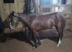 premio rodeio caseiros