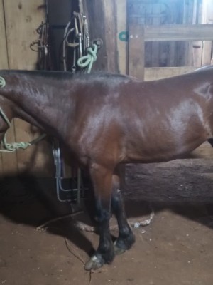 premio rodeio caseiros