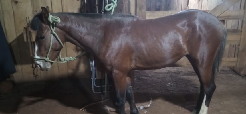 premio rodeio caseiros