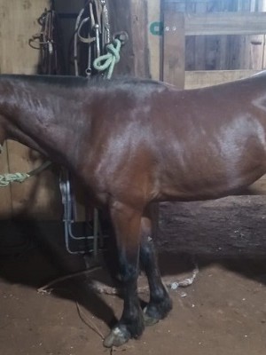 premio-rodeio-caseiros