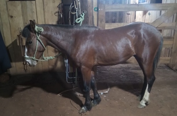 premio-rodeio-caseiros