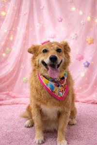 cadelinha para adoção