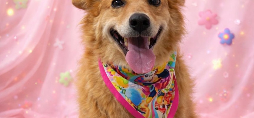 cadelinha para adoção