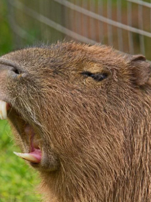 dentes capivara